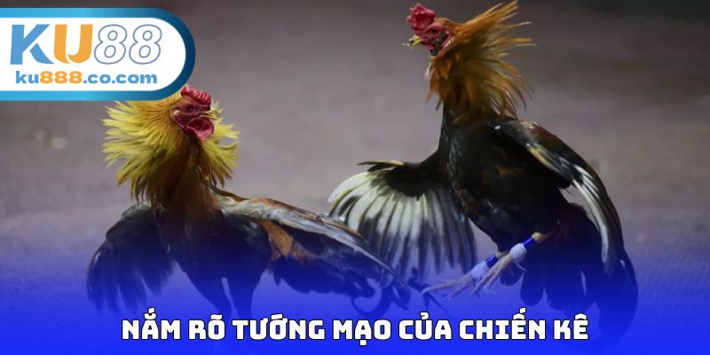 Nắm rõ tướng mạo của chiến kê